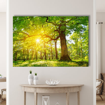 old oak tree foliage in morning light with sunlight V1, Cavas Print Wall Art Hom Decor