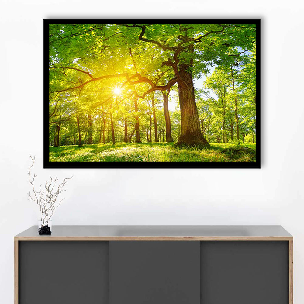 Old Oak Tree Foliage In Morning Light With Sunlight V1, Framed Art Print, Picture Framed
