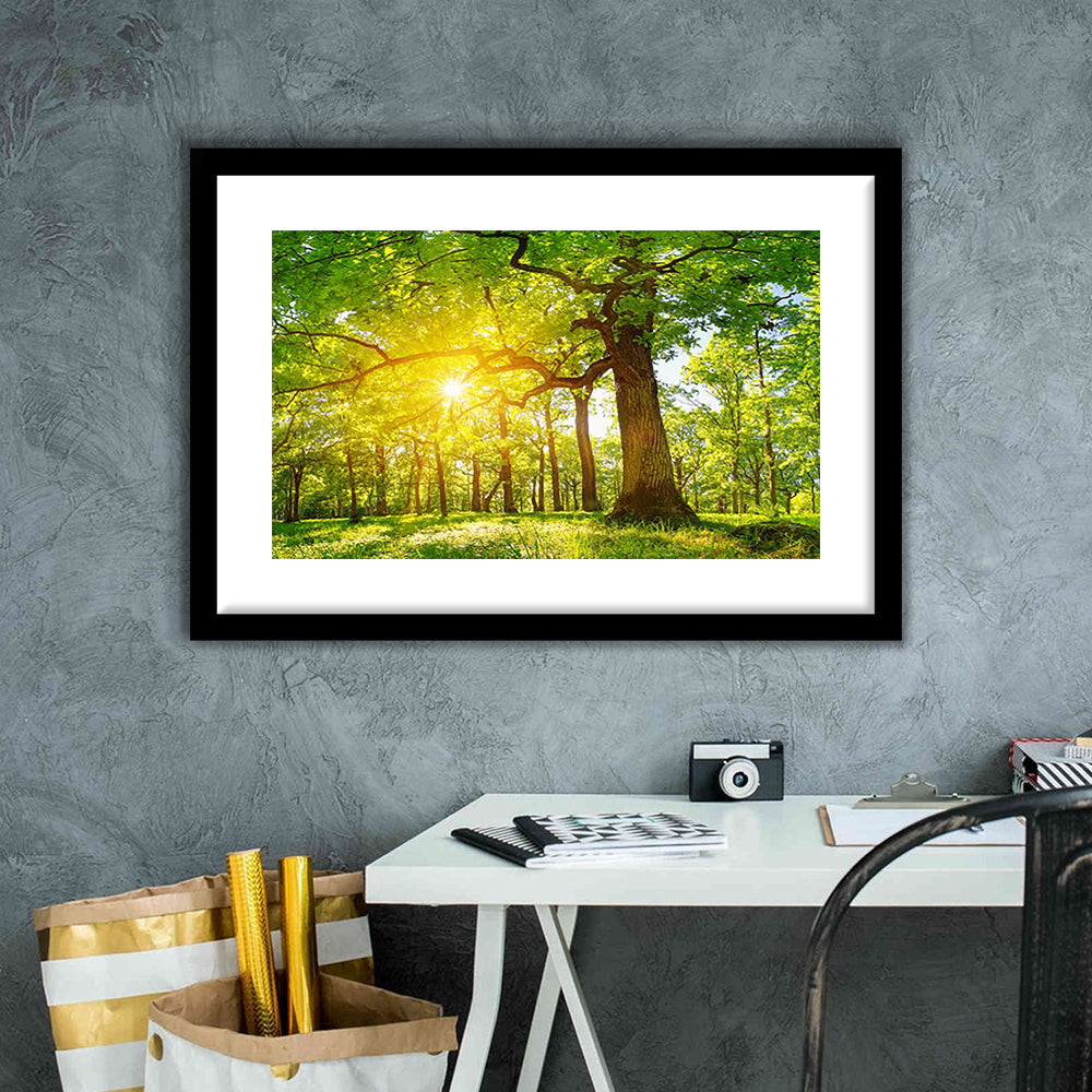 Old Oak Tree Foliage In Morning Light With Sunlight V1, Framed Art Print White Border