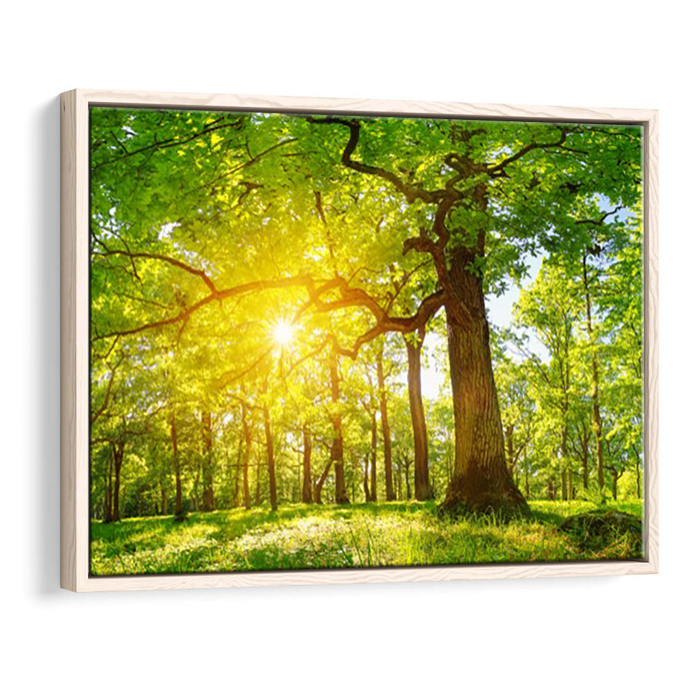 Old Oak Tree Foliage In Morning Light With Sunlight V1, Framed Cavas Print, Floating Frame