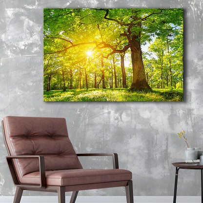 old oak tree foliage in morning light with sunlight V1, Cavas Print Wall Art Hom Decor