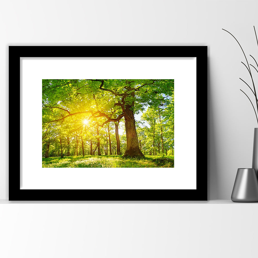 Old Oak Tree Foliage In Morning Light With Sunlight V1, Framed Art Print White Border