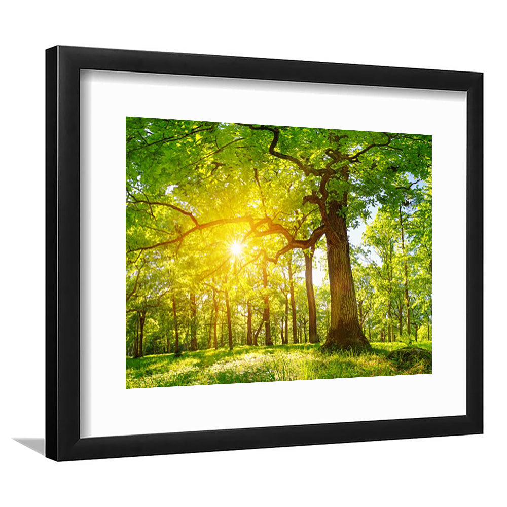 Old Oak Tree Foliage In Morning Light With Sunlight V1, Framed Art Print White Border