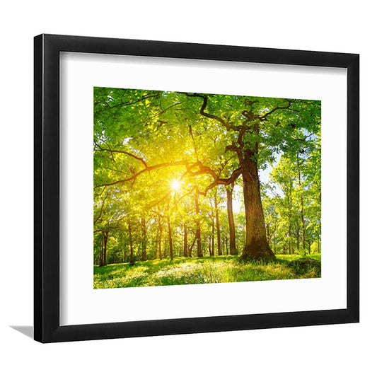 Old Oak Tree Foliage In Morning Light With Sunlight V1, Framed Art Print White Border