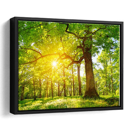 Old Oak Tree Foliage In Morning Light With Sunlight V1, Framed Cavas Print, Floating Frame