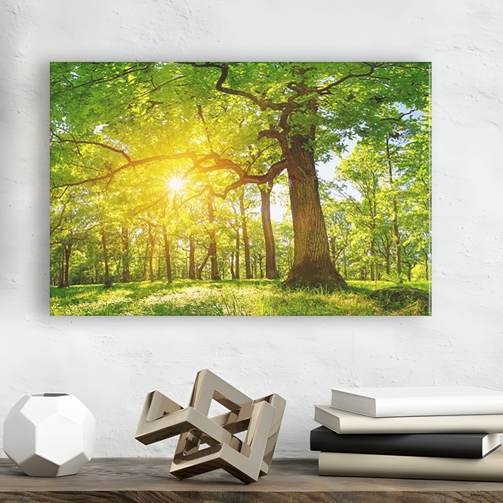 old oak tree foliage in morning light with sunlight V1, Cavas Print Wall Art Hom Decor