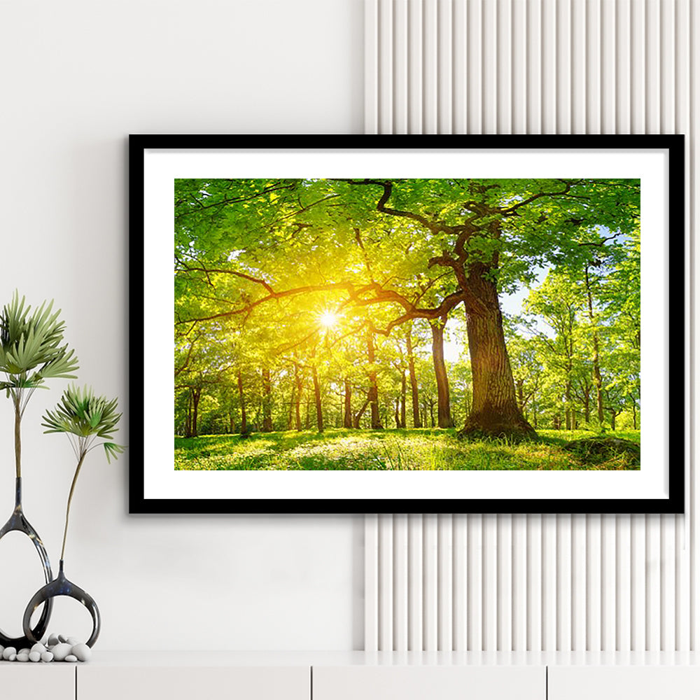 Old Oak Tree Foliage In Morning Light With Sunlight V1, Framed Art Print White Border