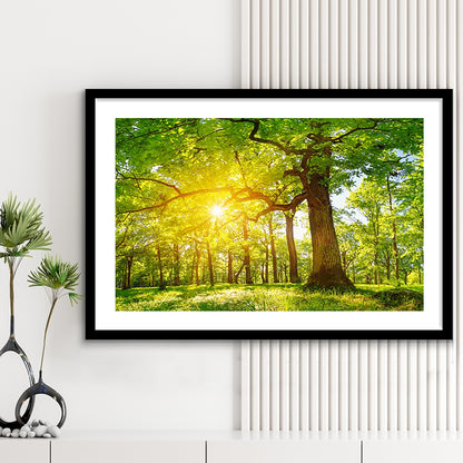 Old Oak Tree Foliage In Morning Light With Sunlight V1, Framed Art Print White Border
