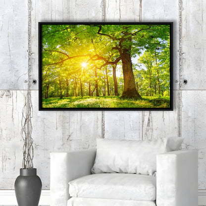 Old Oak Tree Foliage In Morning Light With Sunlight V1, Framed Cavas Print, Floating Frame