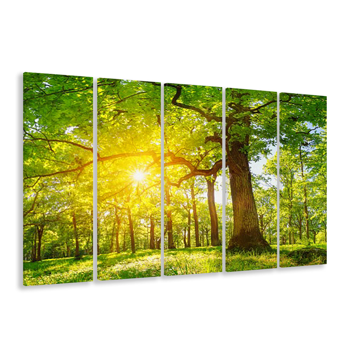old oak tree foliage in morning light with sunlight V1, 5 Piece B Extra Large Cavas Print Wall Art Decor