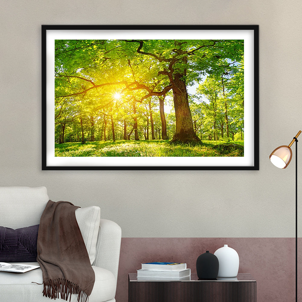 Old Oak Tree Foliage In Morning Light With Sunlight V1, Framed Art Print White Border