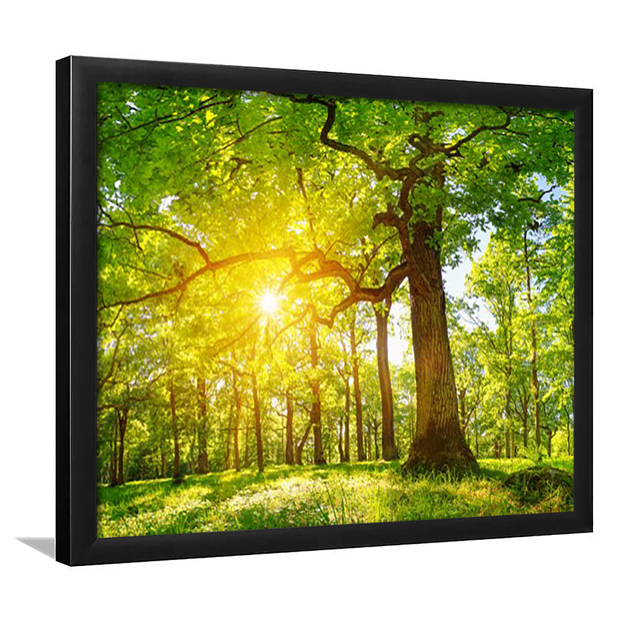 Old Oak Tree Foliage In Morning Light With Sunlight V1, Framed Art Print, Picture Framed