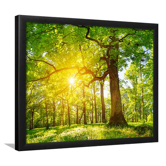 Old Oak Tree Foliage In Morning Light With Sunlight V1, Framed Art Print, Picture Framed