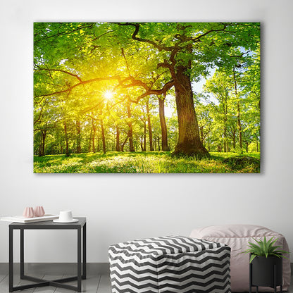 old oak tree foliage in morning light with sunlight V1, Cavas Print Wall Art Hom Decor