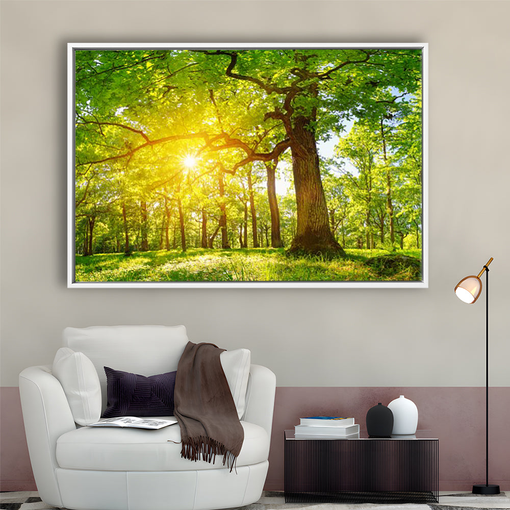 Old Oak Tree Foliage In Morning Light With Sunlight V1, Framed Cavas Print, Floating Frame