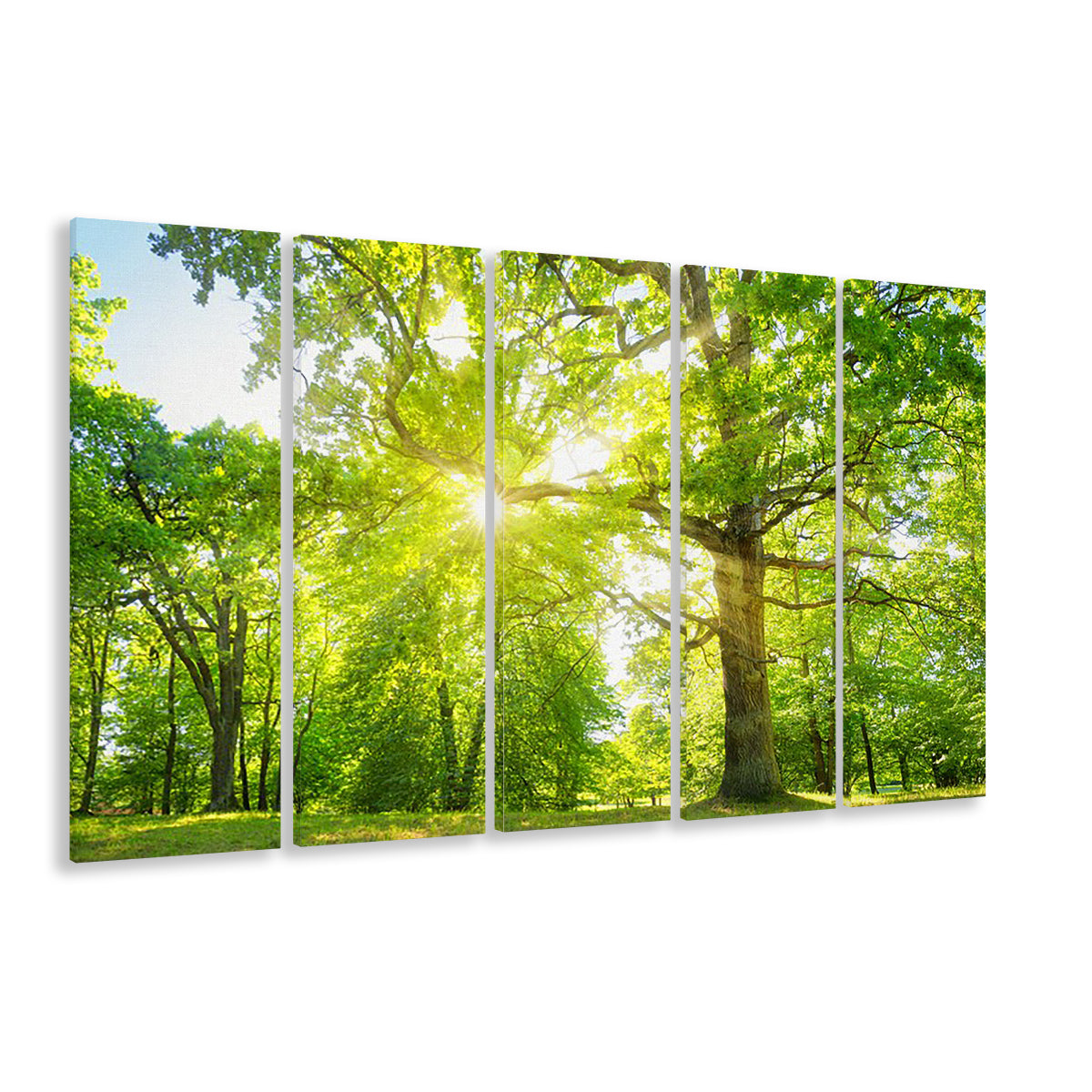 old oak tree foliage in morning light with sunlight, 5 Piece B Extra Large Cavas Print Wall Art Decor