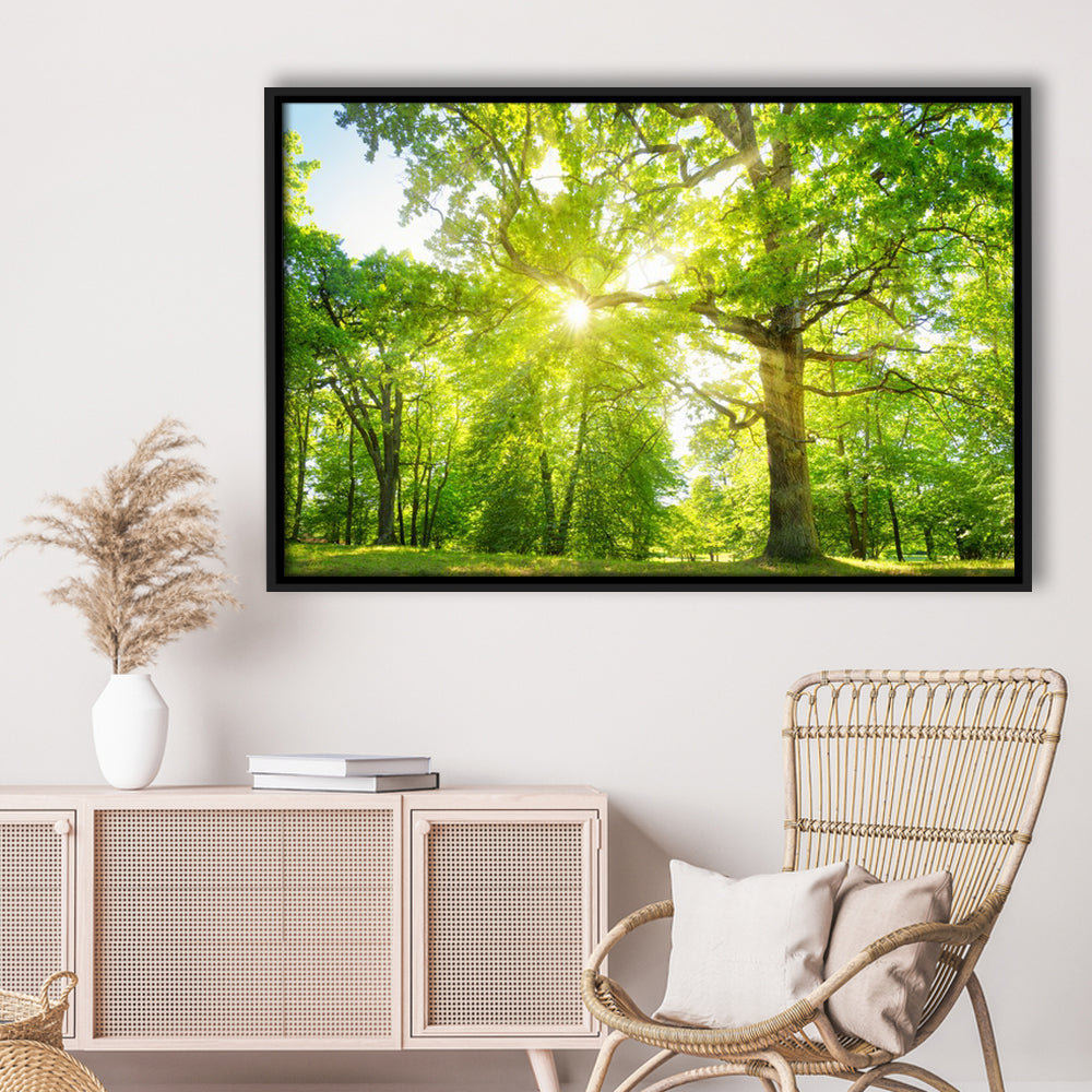 Old Oak Tree Foliage In Morning Light With Sunlight, Framed Cavas Print, Floating Frame