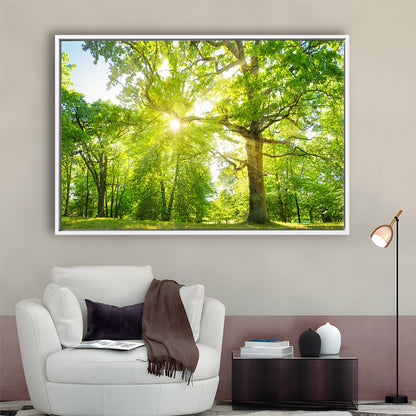 Old Oak Tree Foliage In Morning Light With Sunlight, Framed Cavas Print, Floating Frame