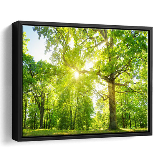 Old Oak Tree Foliage In Morning Light With Sunlight, Framed Cavas Print, Floating Frame