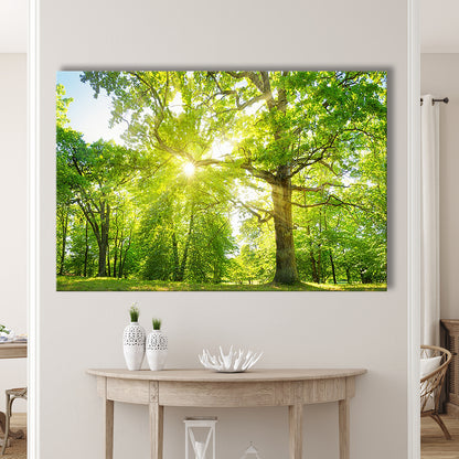 old oak tree foliage in morning light with sunlight, Cavas Print Wall Art Hom Decor