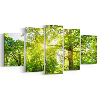 old oak tree foliage in morning light with sunlight, 5 Piece Large Cavas Print Wall Art