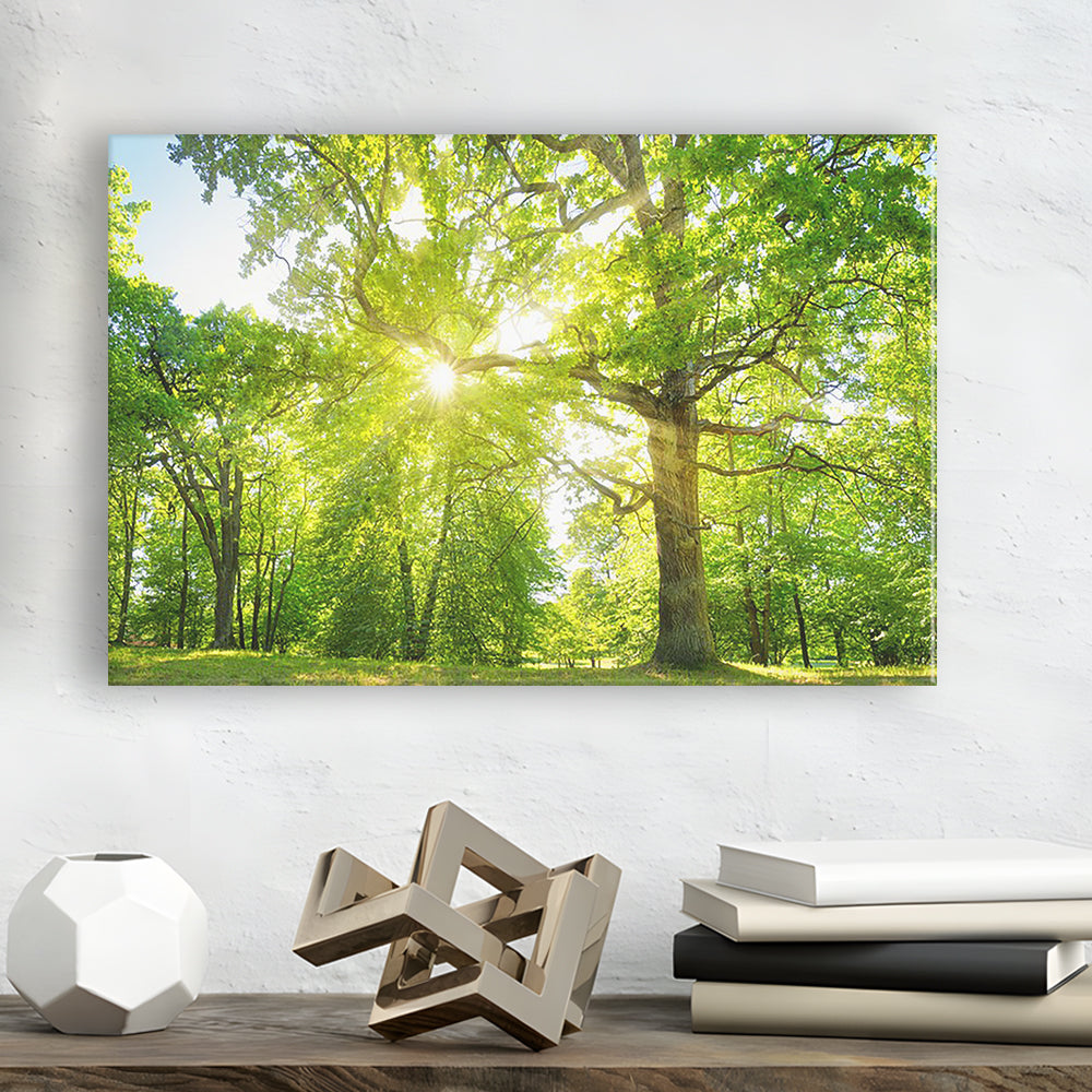 old oak tree foliage in morning light with sunlight, Cavas Print Wall Art Hom Decor