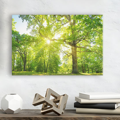 old oak tree foliage in morning light with sunlight, Cavas Print Wall Art Hom Decor