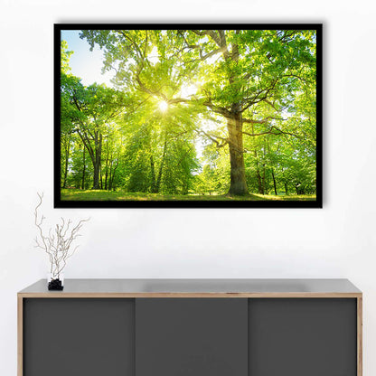 Old Oak Tree Foliage In Morning Light With Sunlight, Framed Art Print, Picture Framed