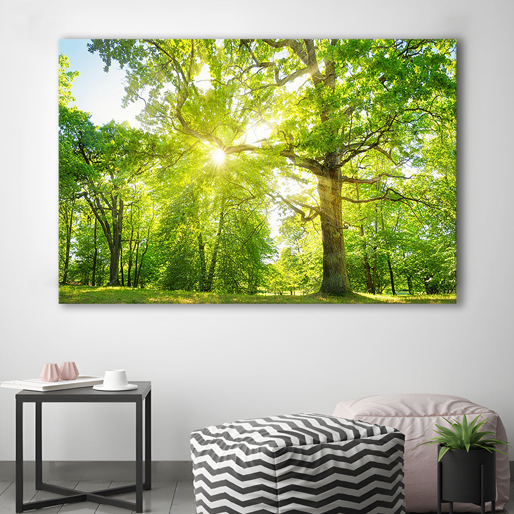 old oak tree foliage in morning light with sunlight, Cavas Print Wall Art Hom Decor
