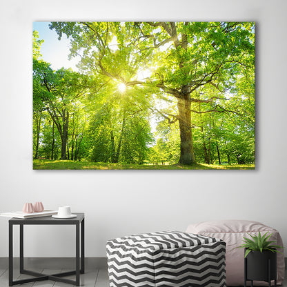 old oak tree foliage in morning light with sunlight, Cavas Print Wall Art Hom Decor