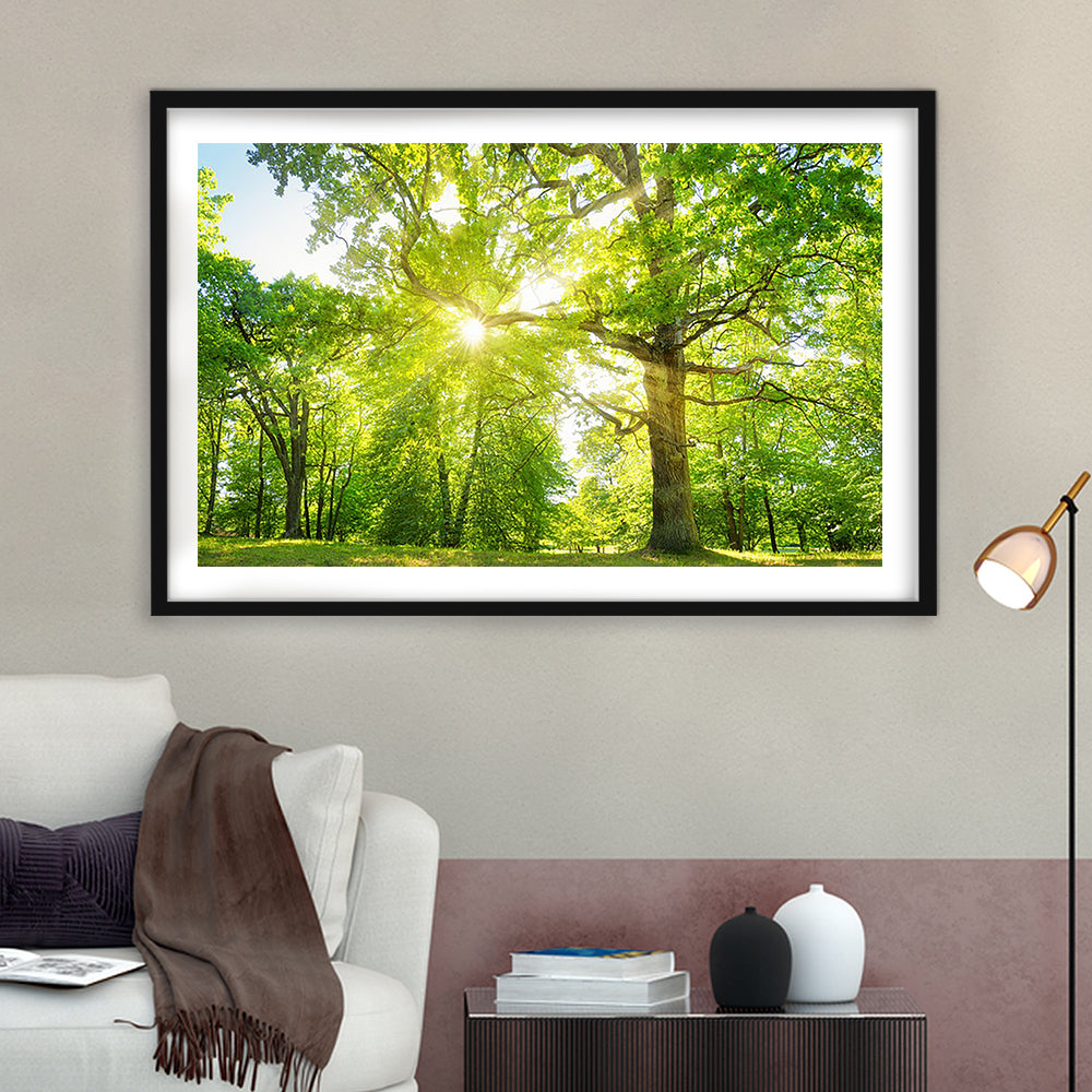 Old Oak Tree Foliage In Morning Light With Sunlight, Framed Art Print White Border