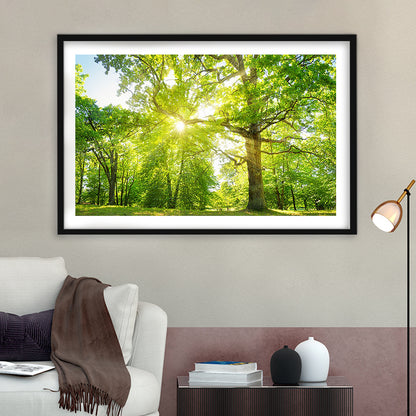 Old Oak Tree Foliage In Morning Light With Sunlight, Framed Art Print White Border