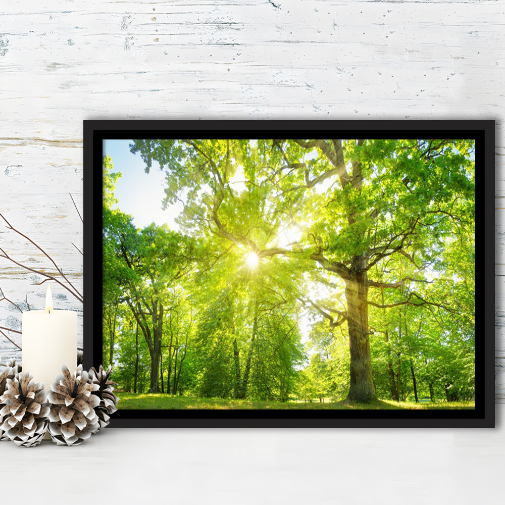 Old Oak Tree Foliage In Morning Light With Sunlight, Framed Cavas Print, Floating Frame
