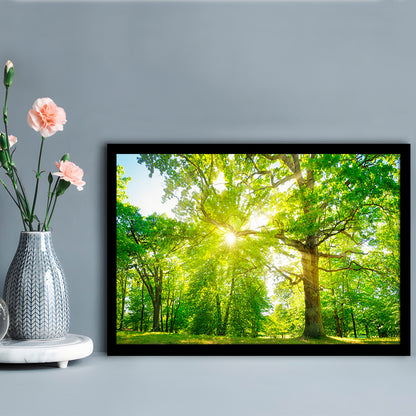 Old Oak Tree Foliage In Morning Light With Sunlight, Framed Art Print, Picture Framed