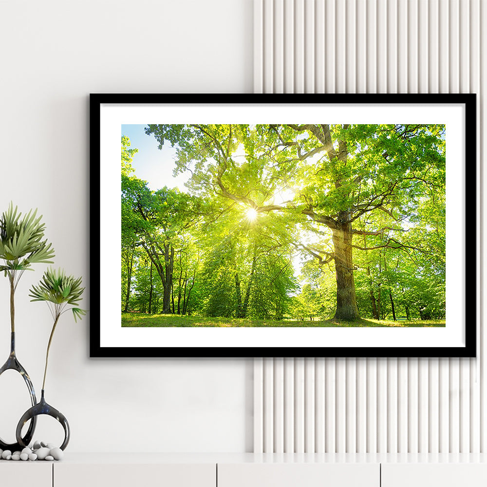 Old Oak Tree Foliage In Morning Light With Sunlight, Framed Art Print White Border