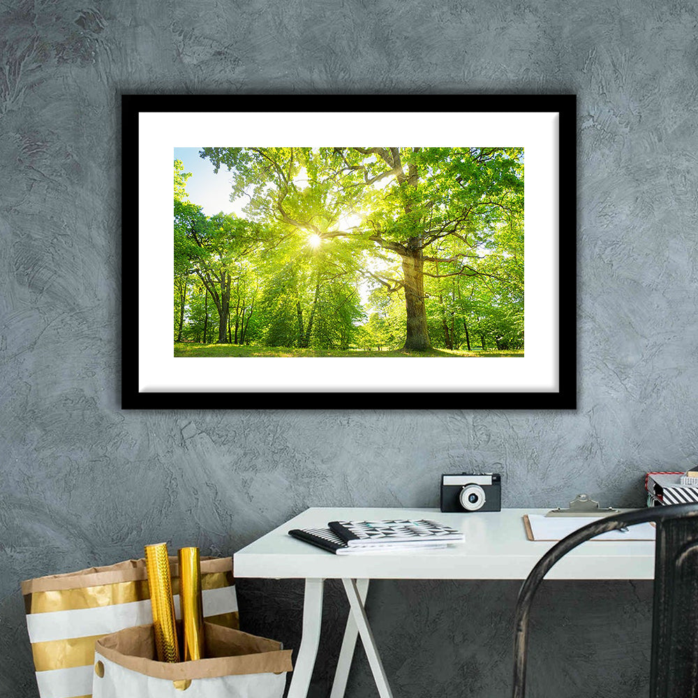 Old Oak Tree Foliage In Morning Light With Sunlight, Framed Art Print White Border