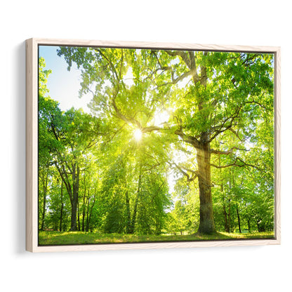 Old Oak Tree Foliage In Morning Light With Sunlight, Framed Cavas Print, Floating Frame
