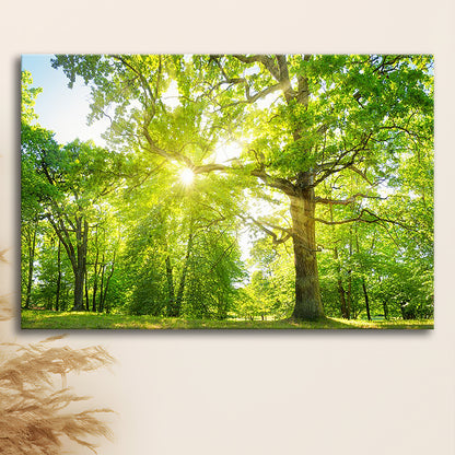 old oak tree foliage in morning light with sunlight, Cavas Print Wall Art Hom Decor