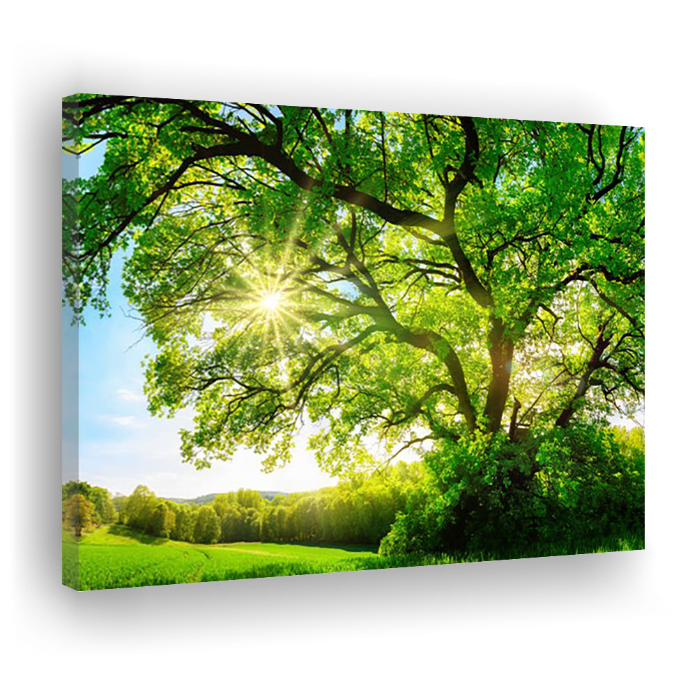 sun shining through a majestic green oak tree on a meadow, Cavas Print Wall Art Hom Decor