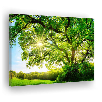 sun shining through a majestic green oak tree on a meadow, Cavas Print Wall Art Hom Decor