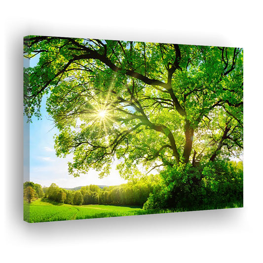 sun shining through a majestic green oak tree on a meadow, Cavas Print Wall Art Hom Decor