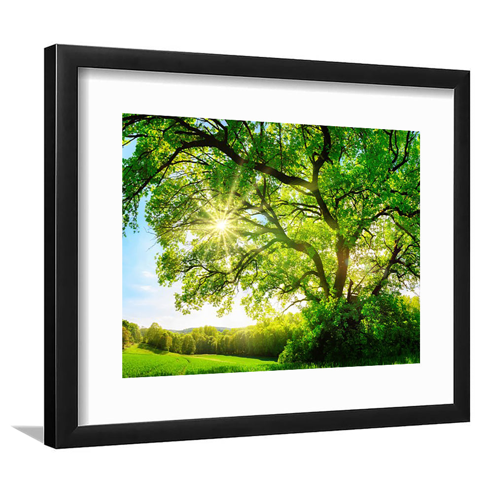 Sun Shining Through A Majestic Green Oak Tree On A Meadow, Framed Art Print White Border