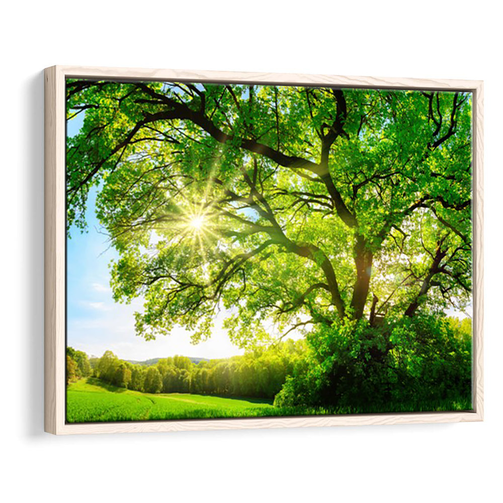 Sun Shining Through A Majestic Green Oak Tree On A Meadow, Framed Cavas Print, Floating Frame