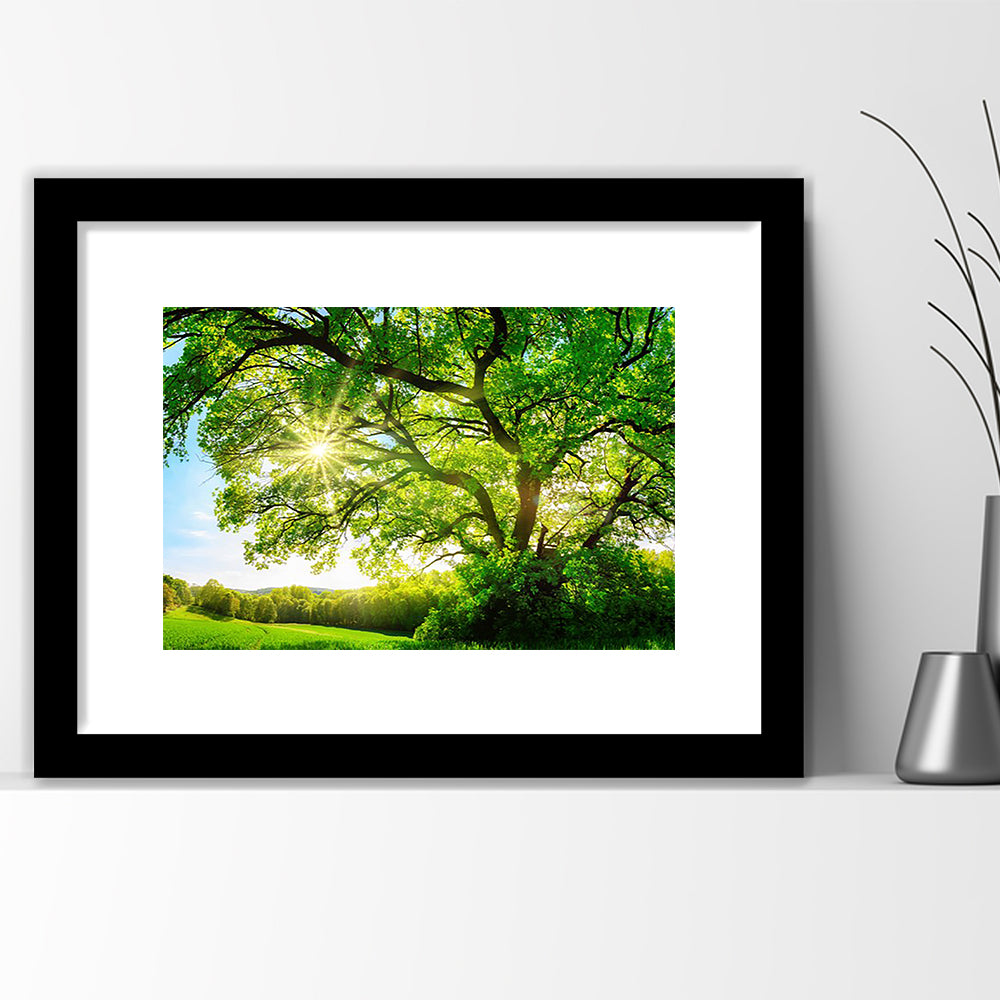 Sun Shining Through A Majestic Green Oak Tree On A Meadow, Framed Art Print White Border