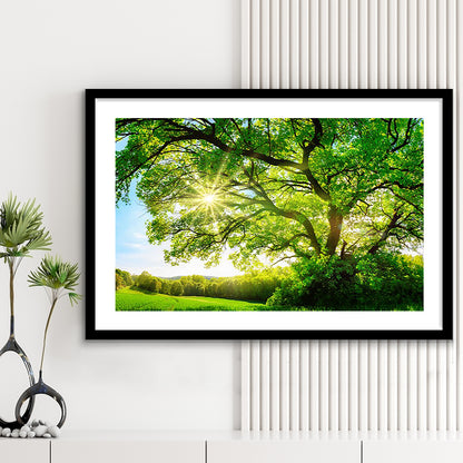 Sun Shining Through A Majestic Green Oak Tree On A Meadow, Framed Art Print White Border