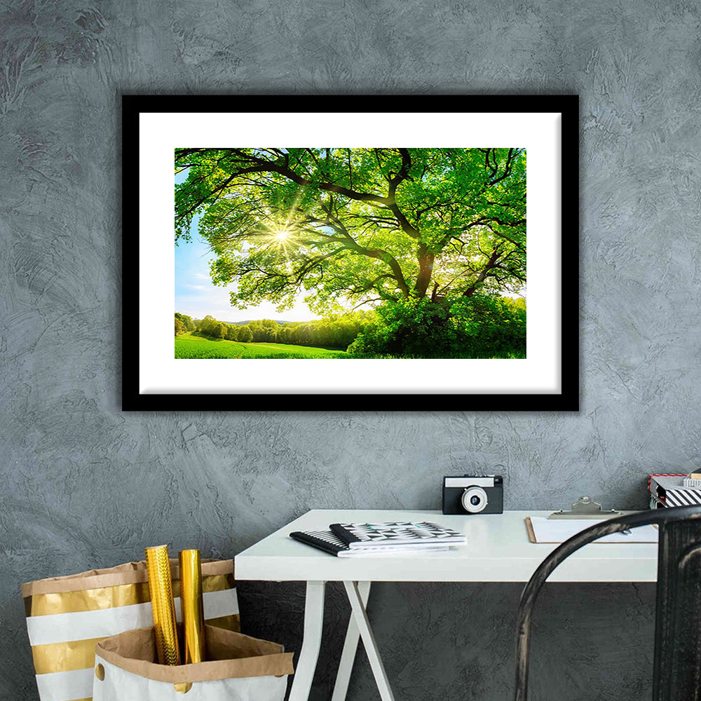 Sun Shining Through A Majestic Green Oak Tree On A Meadow, Framed Art Print White Border