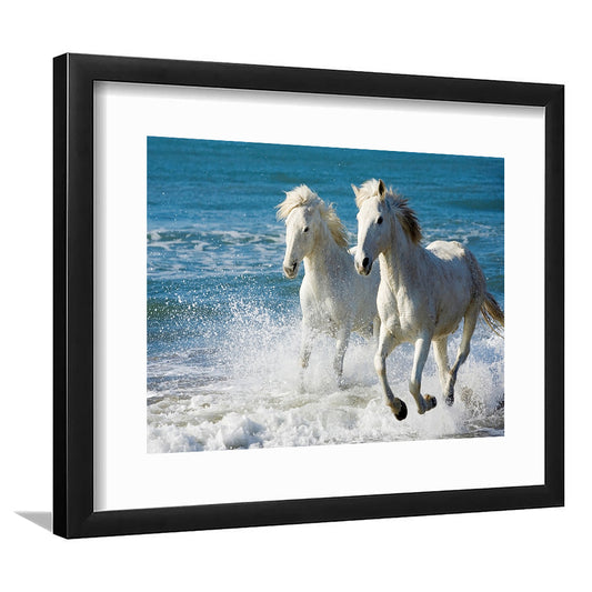 The White Horses Of The Camargue Running In The Water In The South Of France, Framed Art Print White Border